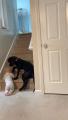 Protective doggo stops a baby from climbing up the stairs