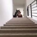 That boop at the top of the stairs, then the head wobble!