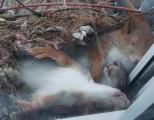 Sleeping Squirrels in their nest on window ledge.