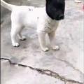 White dog with a black head