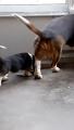 Patient dog teaches puppy how to use the pet door
