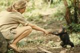 Primatologist Jane Goodall meeting a baby chimpanzee at Tanganyika in 1962