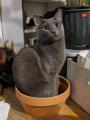 Cat in a pot.