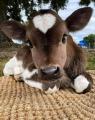 This calf with heart shaped patch