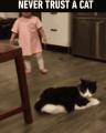 Cat was already planning evil before the baby walked by