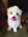 My Uncle's dog stole his granddaughter's pacifier and sent this