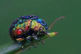 This gorgeous little creature is Chrysolina cerealis, also known as the rainbow leaf beetle.