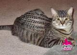 I googled "ghetto cat" this was the #1 result...