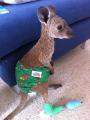 This poor little joey was hurt in a recent bush fire. His feet are pretty burnt so the goal is to try and keep him off his feet so they can heal. Spare a thought for the poor little fella, although he is looking pretty cute in his little roo-nappy :) (X-Post from Awww)