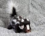 a baby skunk!! how precious!!